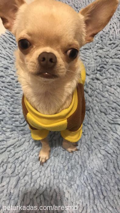ares Erkek Chihuahua