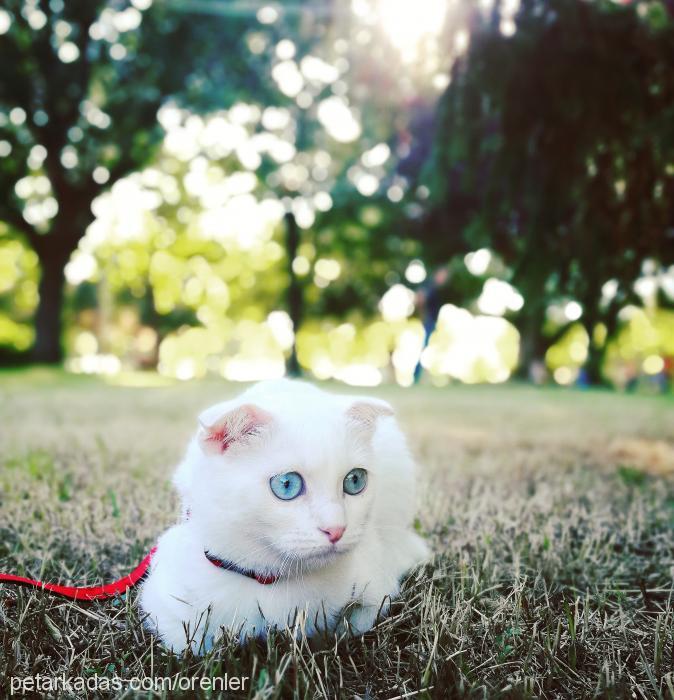 luna Dişi Scottish Fold