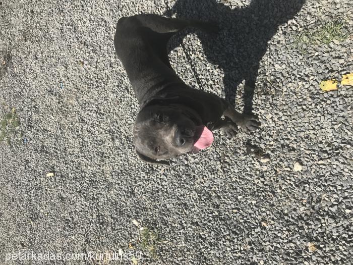 sıtkı Erkek Cane Corso Italiano