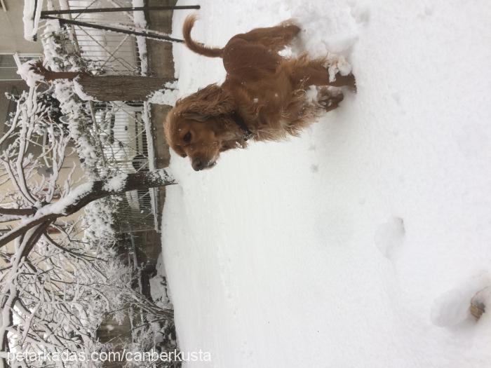 buddy Erkek Amerikan Cocker Spaniel