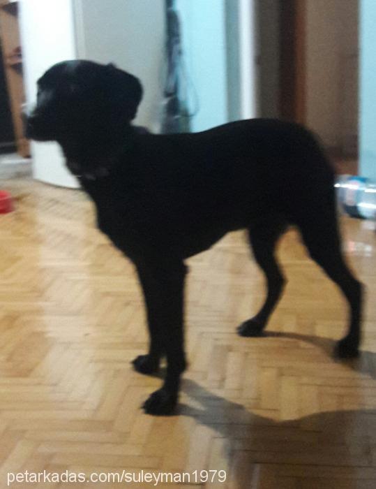 Şanslı Dişi Labrador Retriever