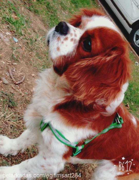 anı Erkek Cavalier King Charles Spanieli