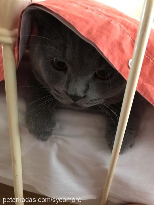 milo Erkek British Shorthair