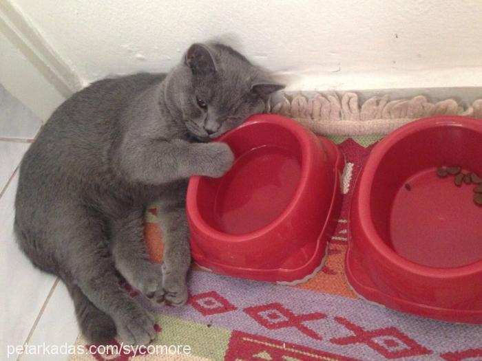 milo Erkek British Shorthair