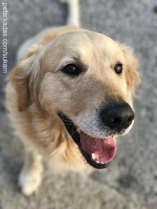 susam Erkek Golden Retriever