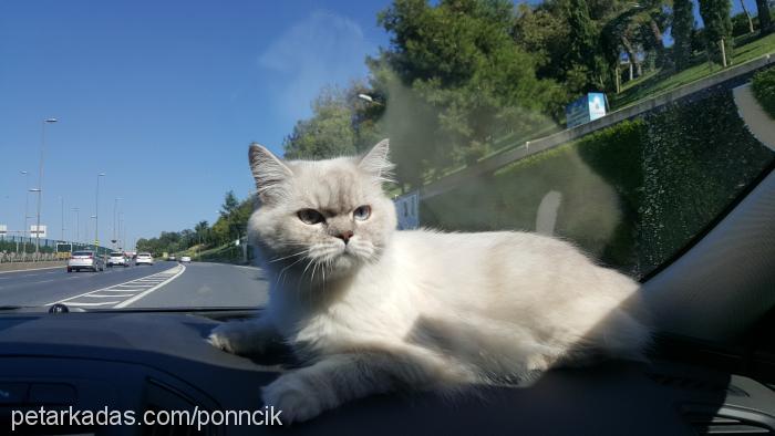 poncik Dişi British Shorthair