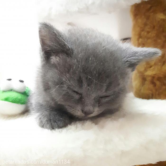 duman Erkek British Shorthair