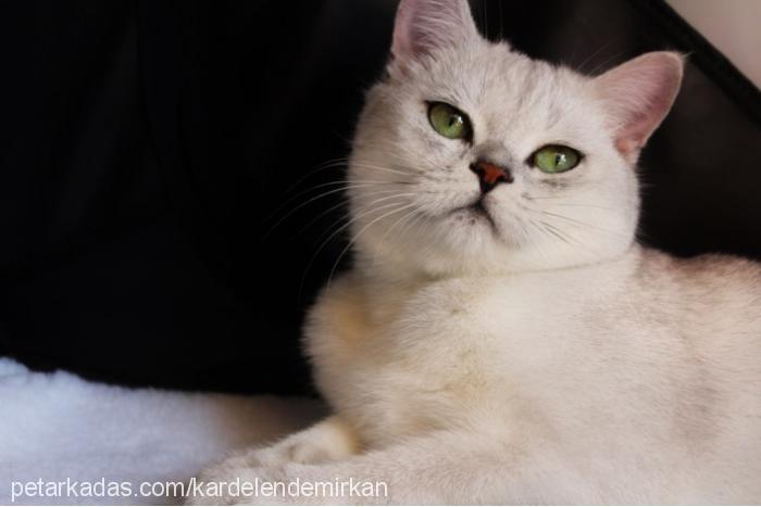 elizabeth Dişi British Shorthair