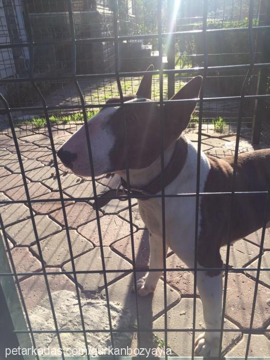 sebastian Erkek Bull Terrier