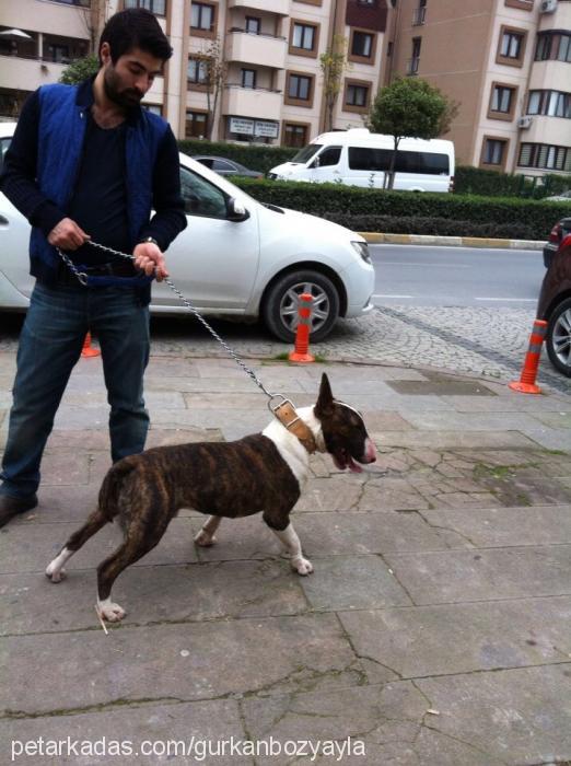 sebastian Erkek Bull Terrier