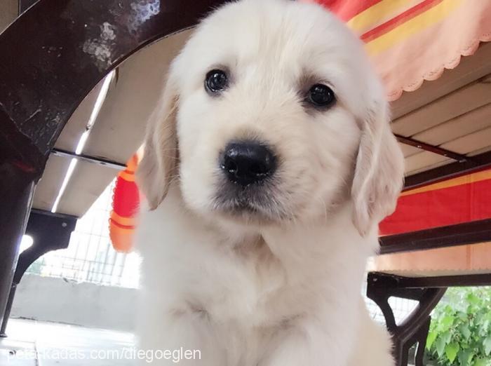 diego Erkek Golden Retriever