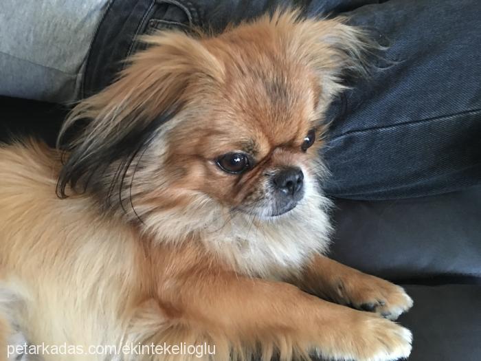 peterpan Erkek Pekingese