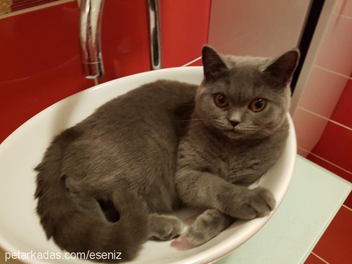 molly Dişi British Shorthair