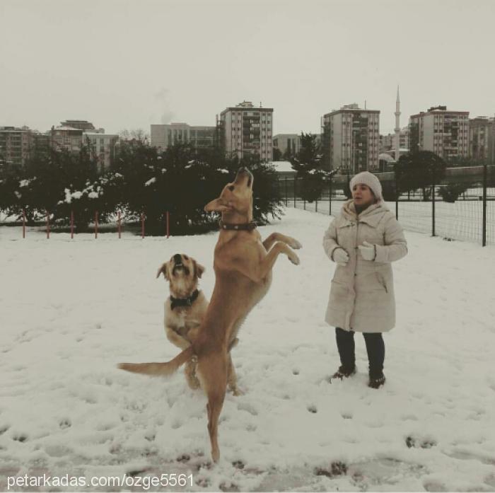 paşa Erkek Labrador Retriever