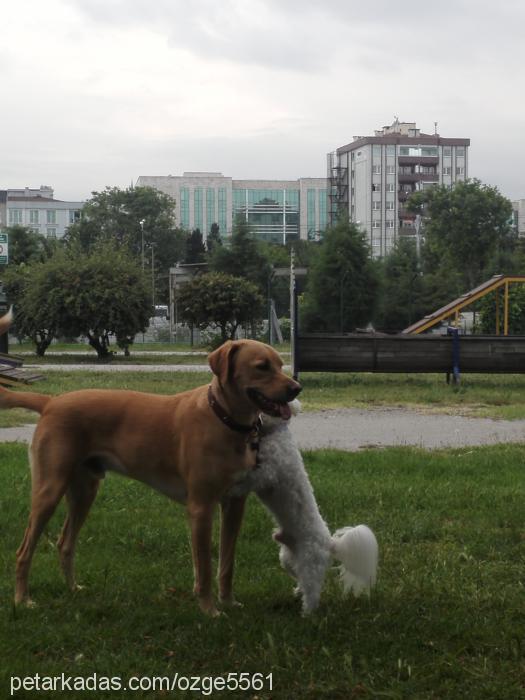 paşa Erkek Labrador Retriever