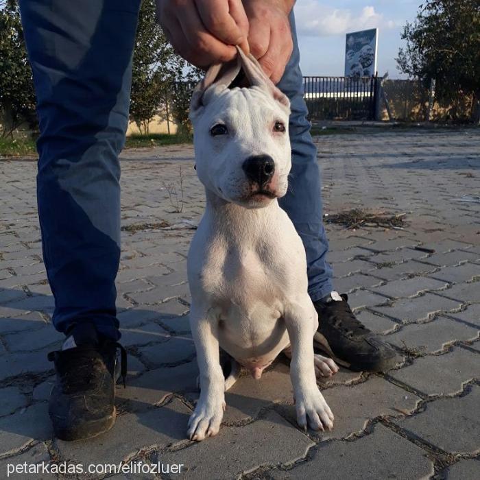 raki Erkek Amerikan Pitbull Terrier