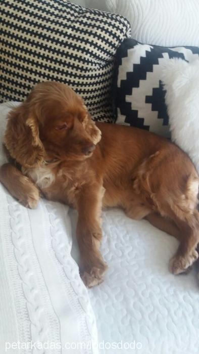 lodos Erkek İngiliz Cocker Spaniel