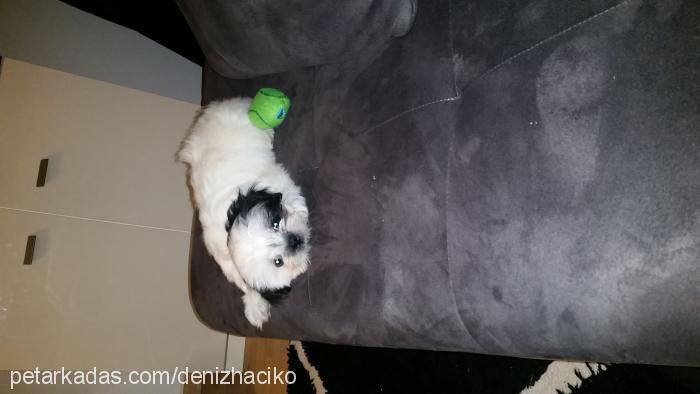 haçiko Erkek Shih-Tzu