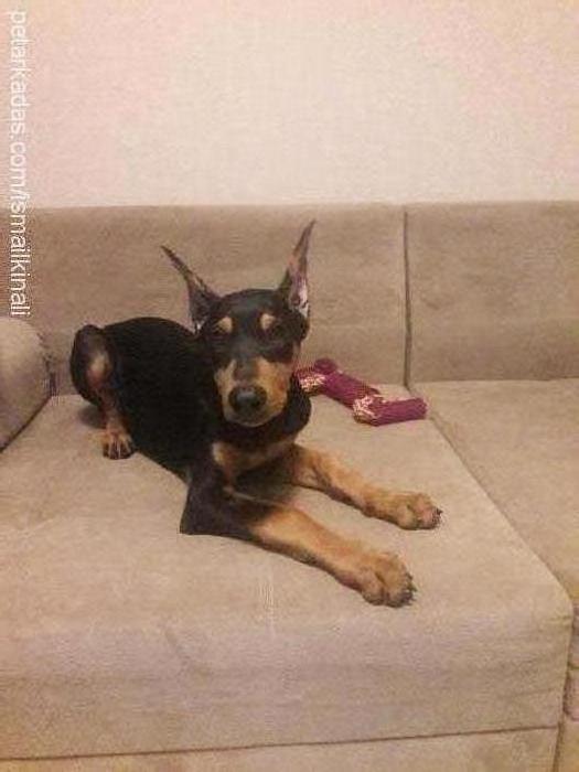 arev Dişi Doberman Pinscher