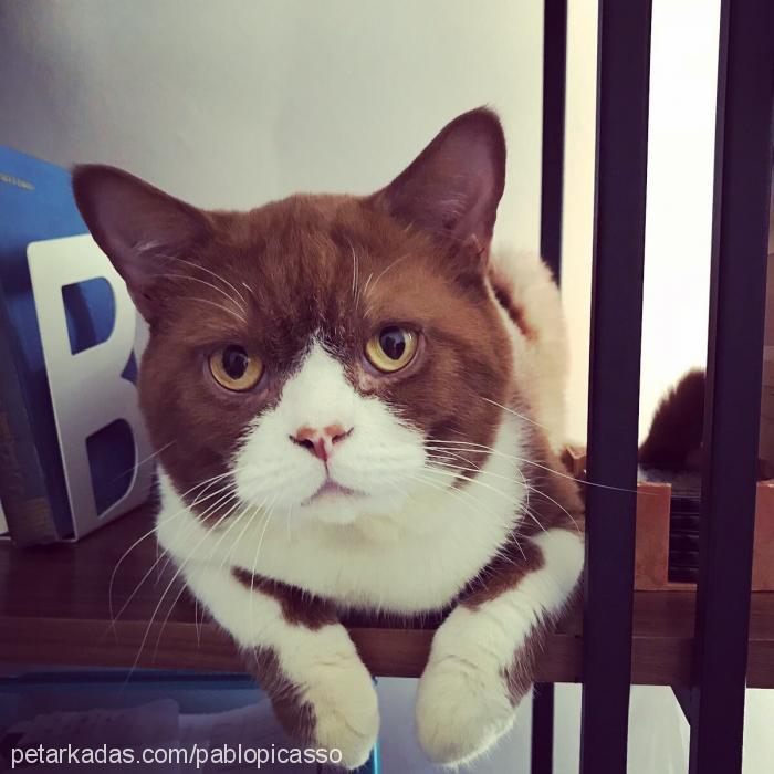 stevemcqueen Erkek British Shorthair