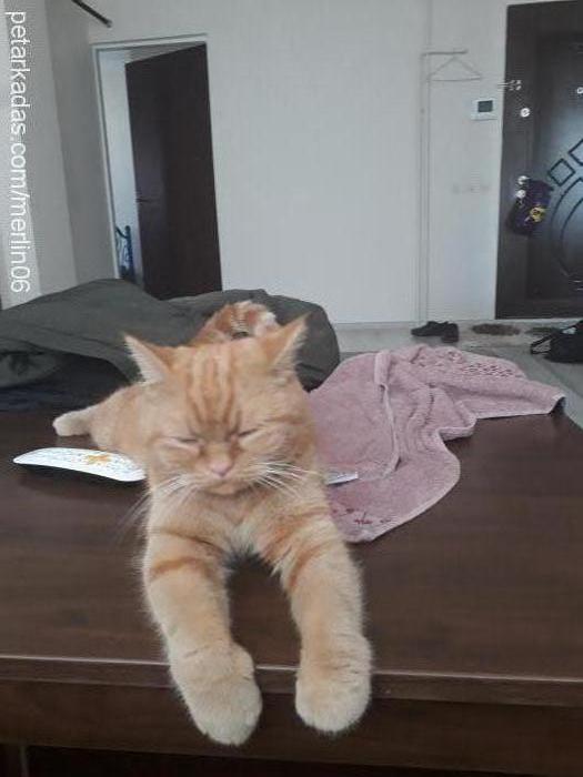 fırfır Dişi Tekir Kedi