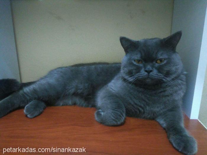 misha Erkek British Shorthair