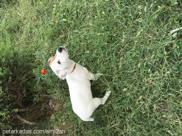 barney Erkek Jack Russell Terrier
