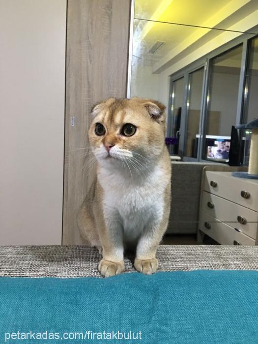 Şero Erkek Scottish Fold