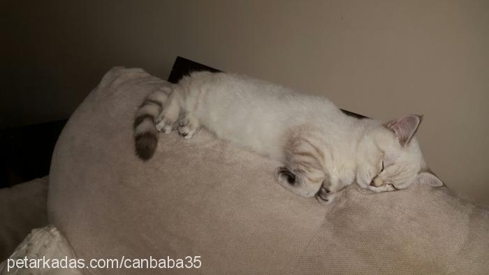 mırmır Dişi British Shorthair