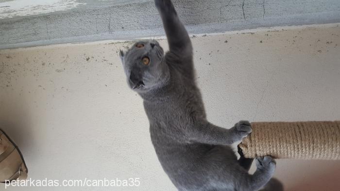 mırmır Dişi British Shorthair