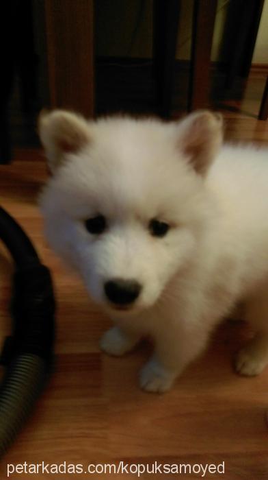 köpük Dişi Samoyed