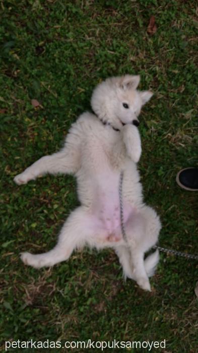 köpük Dişi Samoyed