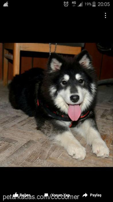 arya Dişi Alaskan Malamute