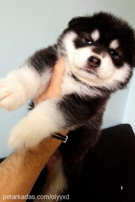 arya Dişi Alaskan Malamute