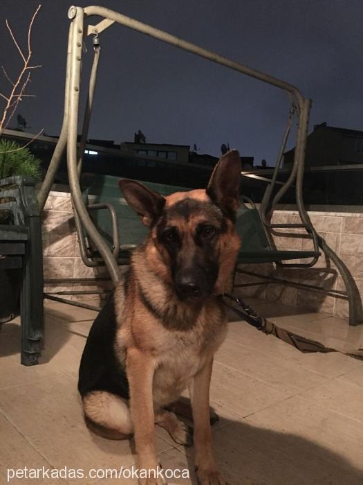 lara Dişi Alman Çoban Köpeği