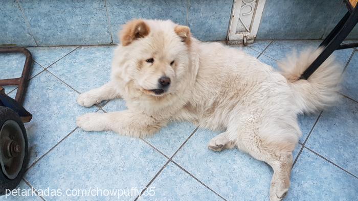 puffy Dişi Chow Chow