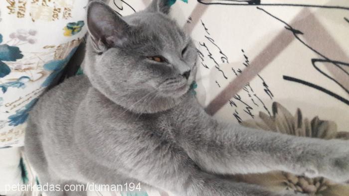 duman Dişi British Shorthair