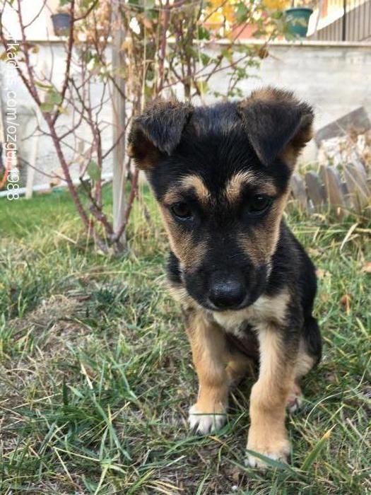 Şanslı Dişi Alman Çoban Köpeği