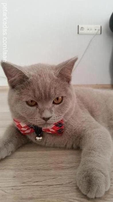 milyon Erkek British Shorthair