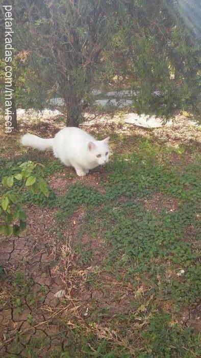 maviş Erkek Ankara Kedisi (Angora)