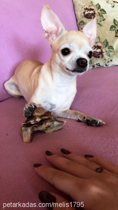 pulii Erkek Chihuahua