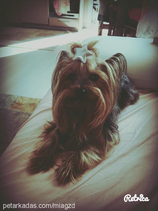 mia Dişi Yorkshire Terrier