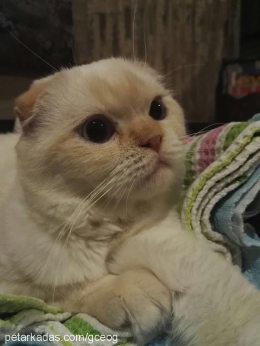 ceo Erkek Scottish Fold