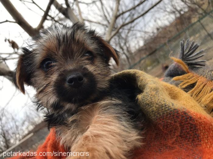 lucy Dişi Yorkshire Terrier