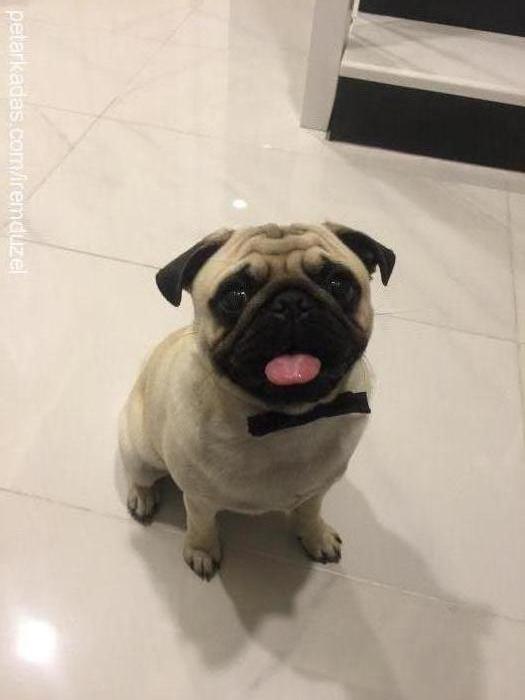 eros Erkek Pug