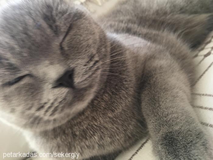 Şeker Dişi Scottish Fold