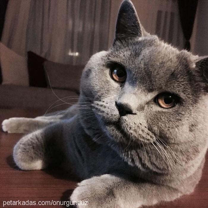 söriko Erkek British Shorthair