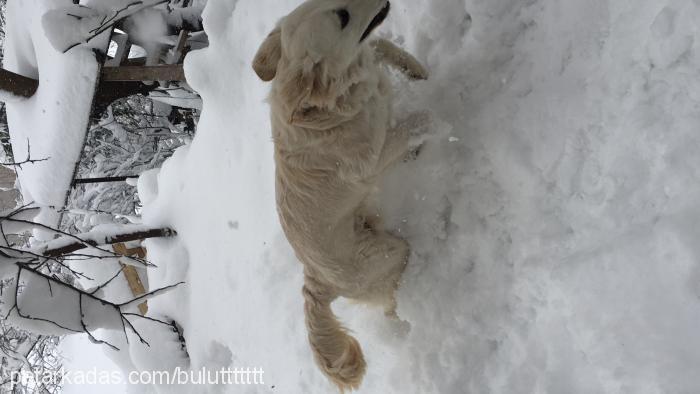 bulut Erkek Golden Retriever