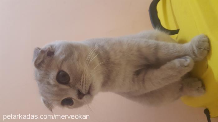 scottishfold Erkek Scottish Fold