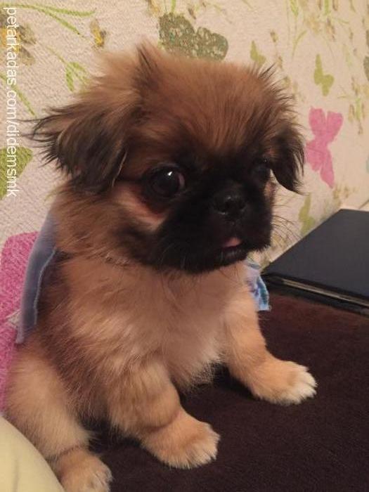 findik Erkek Pekingese